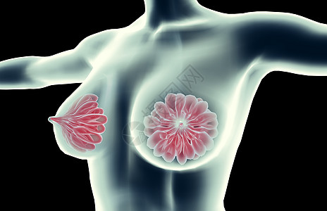 乳腺背景人体结构高清图片