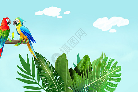 热带鸟和热带植物花卉图片