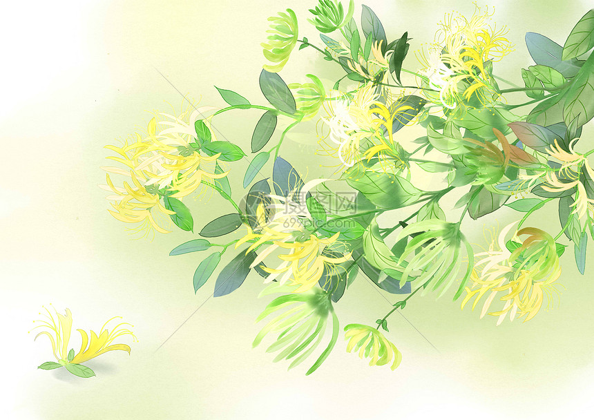 金银花插画图片下载-正版图片400187557-摄图网