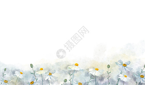 白色小花背景图片