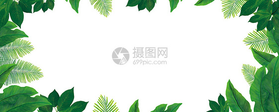 热带植物 植被 绿植 绿叶元素图片