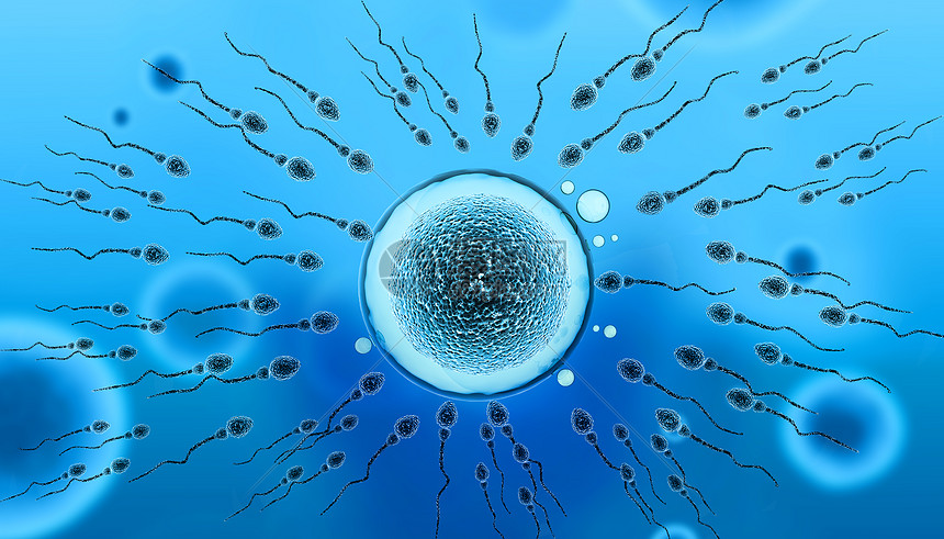 精子卵子相遇图图片