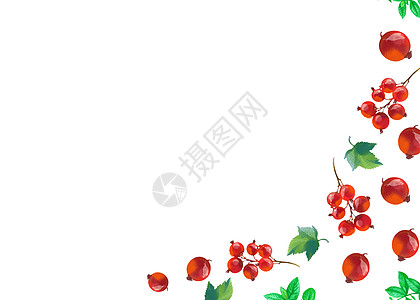 红果子水彩手绘二分之一留白图片