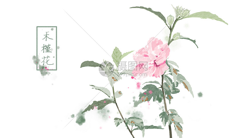 中国风手绘木槿花插画