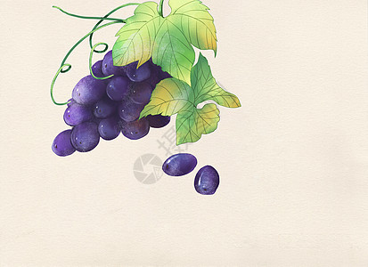 酸甜蓝紫色的葡萄插画