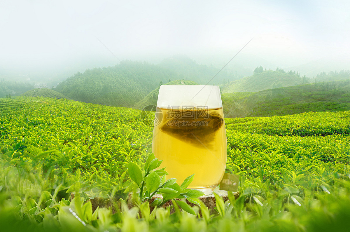 安吉白茶最贵价格