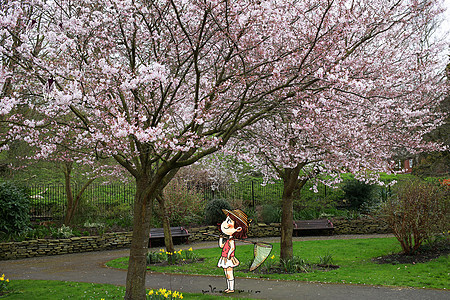 女孩在公园看樱花图片