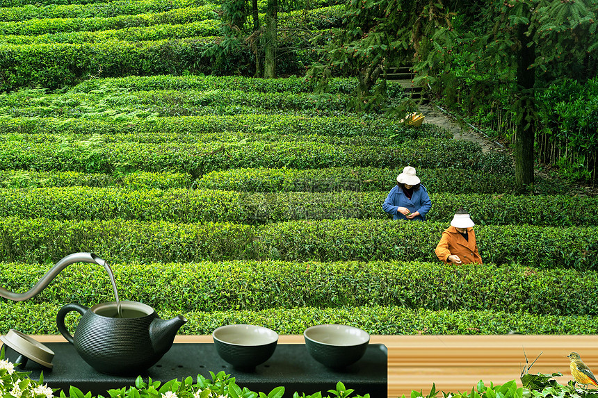 采茶与品茶图片