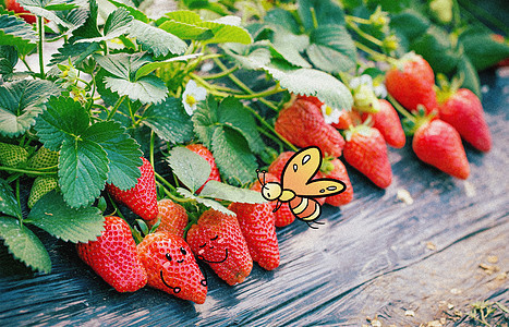 草莓与小蝴蝶创意摄影插画图片