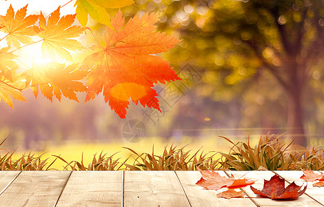 红叶一片秋天背景设计图片