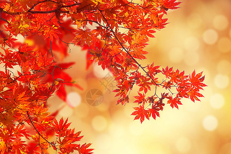 红叶风景秋天背景设计图片