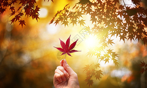秋季叶子背景图片