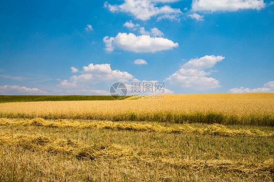 秋收稻谷背景图片