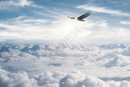 飞翔的鸟黄昏下的云海设计图片