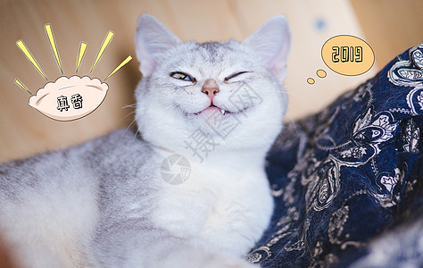 小猫想吃饺子呀背景图片