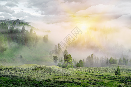 森林雾梦幻森林场景设计图片