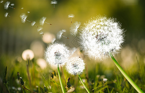 蒲公英飞舞蒲公英高清图片