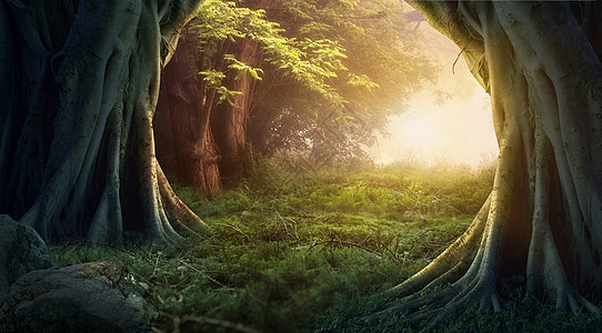 梦幻树木森林树林高清图片素材