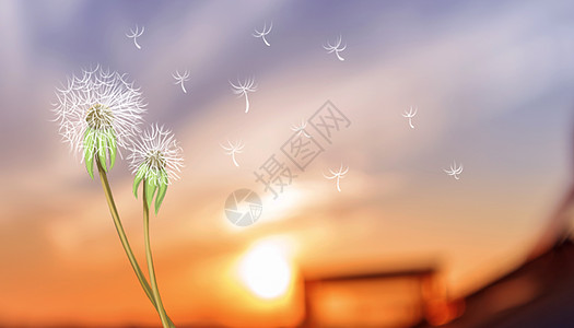 阳光下的花朵夕阳下的蒲公英设计图片
