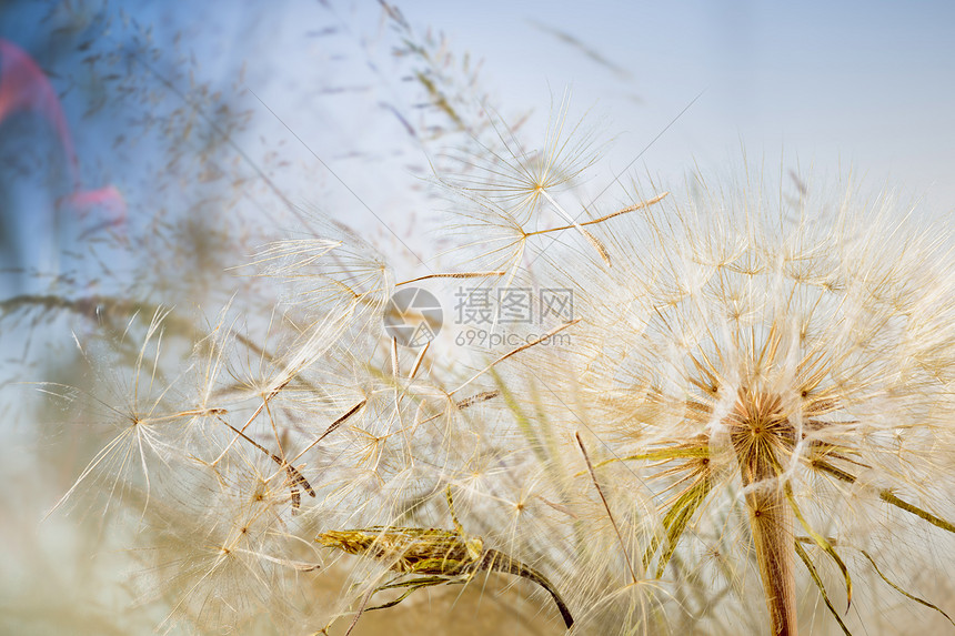 蒲公英背景图片