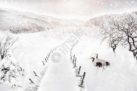 雪路树冬天的雪景设计图片