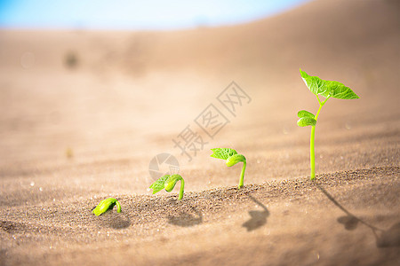 沙漠植物群在沙漠中发芽设计图片