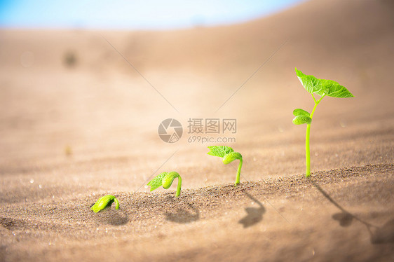 在沙漠中发芽图片