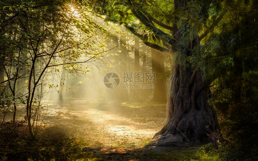 梦幻森林场景图片