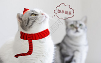 可爱小猫喜庆祝新年快乐图片