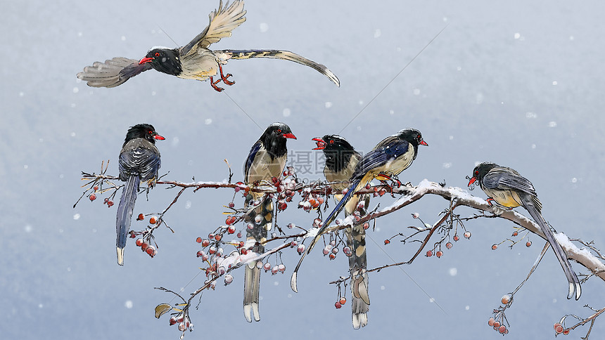 雪和鸟图片