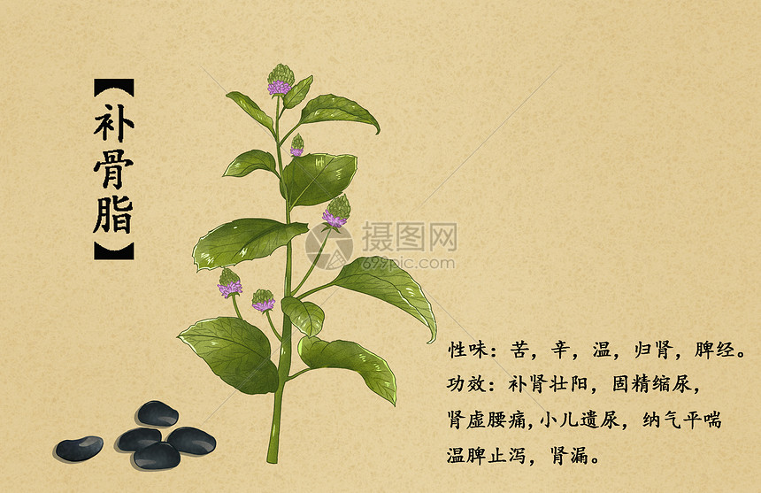 中草药补骨脂插画
