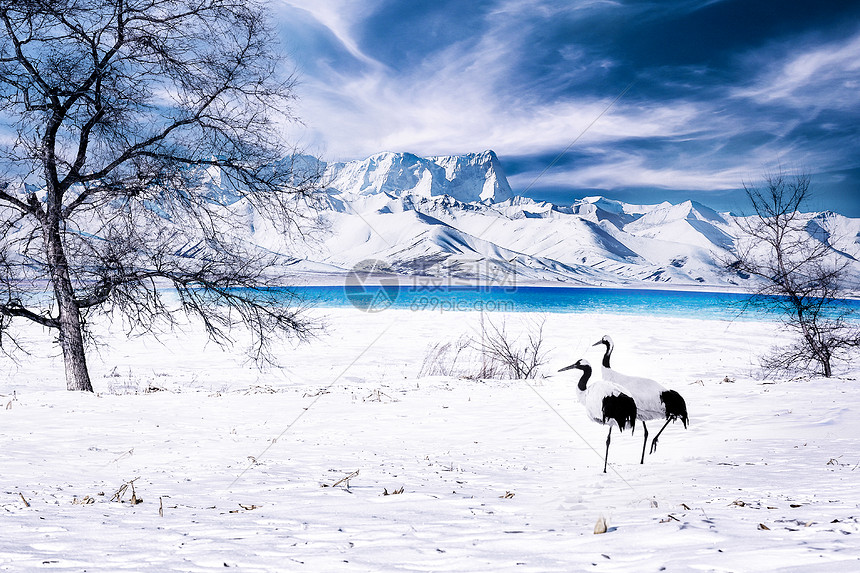 冬季雪景图片