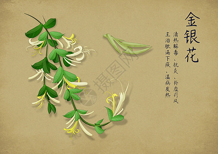 中药禁忌中药手绘插画