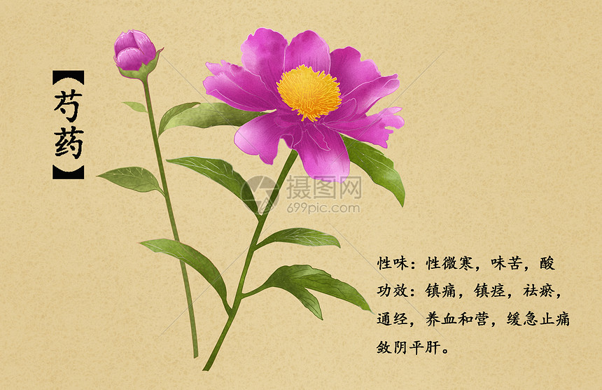 中草药芍药插画图片