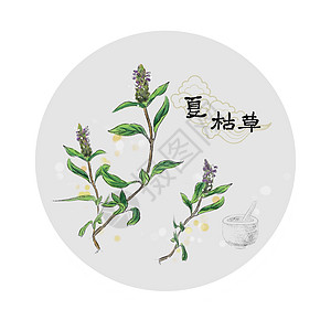 中草药插画背景图片