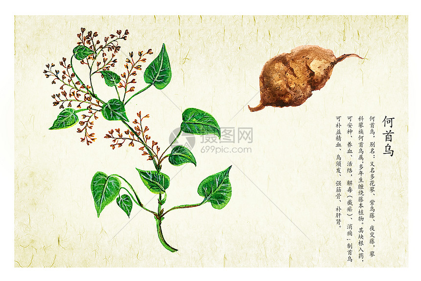 插画 生活方式 何首乌.psd 860_573