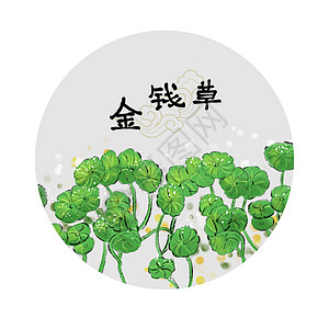 中草药插画图片