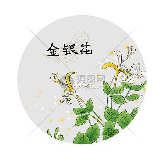 中草药插画图片