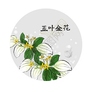 中草药插画图片