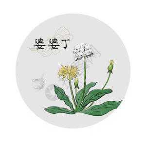 中草药插画图片