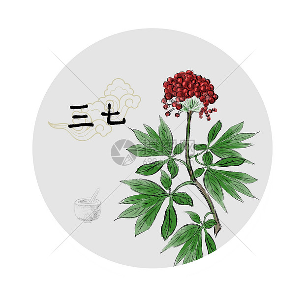 中草药插画图片