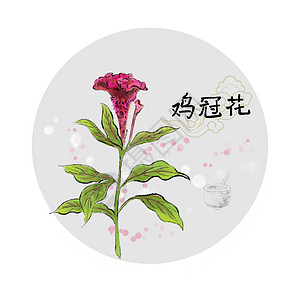 中草药插画中草药鸡冠花高清图片