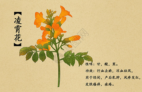 中草药凌霄花插画背景图片