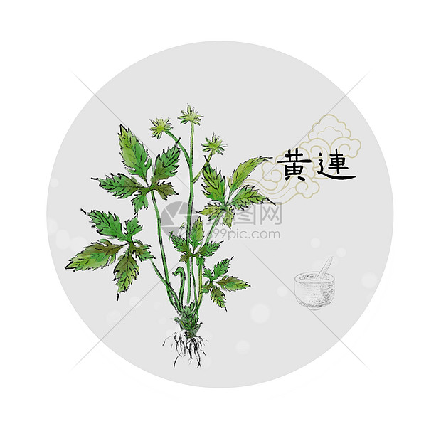 中草药插画图片