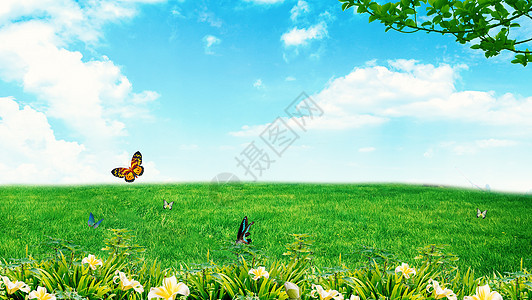 春天蝴蝶飞舞背景图片