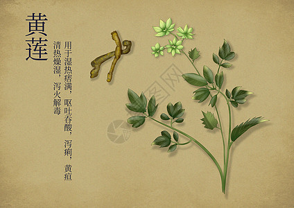 中国风手绘养生中药根茎高清图片素材