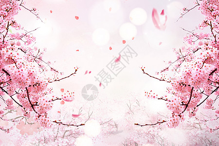 樱花雨樱花唯美背景设计图片