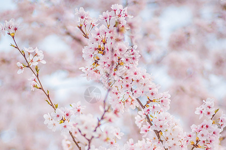 樱花背景图片