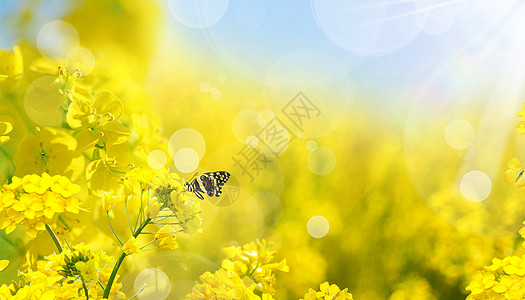 油菜花背景油菜花设计图片