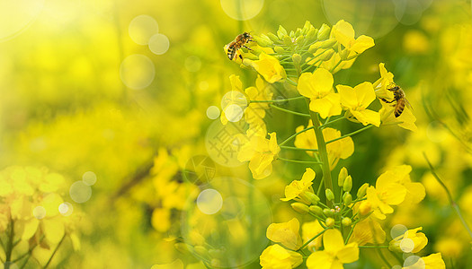 春天花朵油菜花蜜蜂高清图片